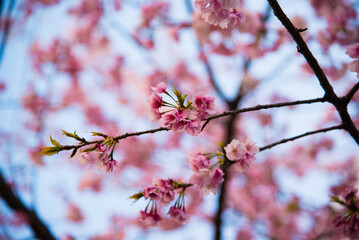 Tokyo Janpan - March 18 2016: Sakura flowers are blooming in spring