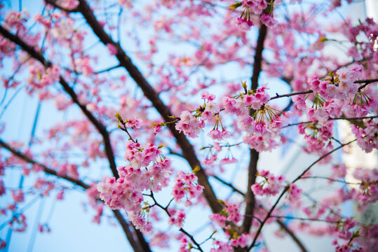 Tokyo Janpan - March 18 2016: Sakura flowers are blooming in spring
