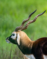 antelope with a green background