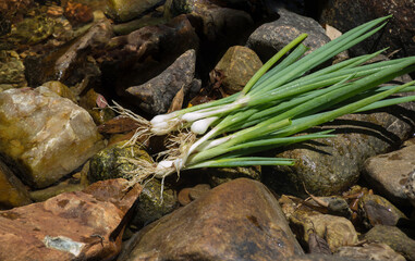 Green onion that had its roots washed in a stream placed on the stones