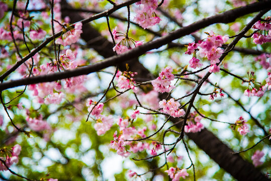Nagoya, Japan - March 26 2016: Spring Sakura blossom in a park