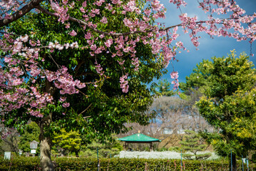 Nagoya, Japan - March 26 2016: Spring Sakura blossom in a park