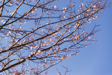 Obraz premium Nagoya, Japan - March 26 2016: Spring Sakura blossom in a park