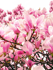 pink and white magnolia flowers, blooming spring concept