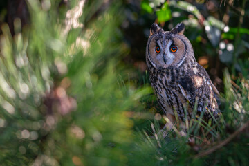Long ear owl in a fir tree on a branch in high resolution photos