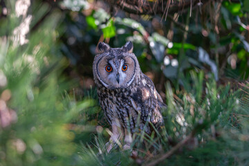 Long ear owl in a fir tree on a branch in high resolution photos