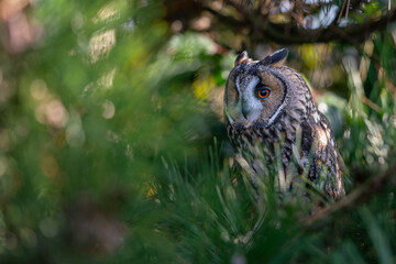Long ear owl in a fir tree on a branch in high resolution photos