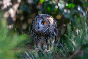 Long ear owl in a fir tree on a branch in high resolution photos