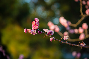 Kyoto, Japan - April 11 2016: Sakura flowers bloom in the Kyoto Royal Palace