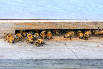 Honey bees return to a bee hive and enter and exit on its wooden platform.