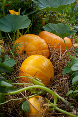Pumpkins growing in an autumn vegetable garden