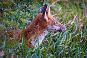 Red fox head close-up ( Vulpes vulpes )