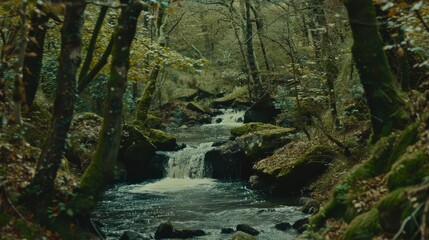 a stream running through a lush green forest filled with lots of trees and moss growing on both sides of the stream.