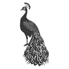 Fototapeta premium Silhouette Peafowl Birds Animal black color only