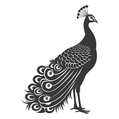 Fototapeta na wymiar Silhouette Peafowl Birds Animal black color only