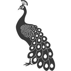 Fototapeta premium Silhouette Peafowl Birds Animal black color only