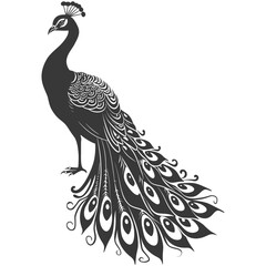 Fototapeta premium Silhouette Peafowl Birds Animal black color only