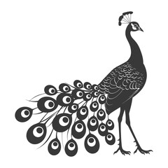 Fototapeta premium Silhouette Peafowl Birds Animal raise feather tail black color only
