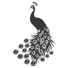 Fototapeta premium Silhouette Peafowl Birds Animal raise feather tail black color only