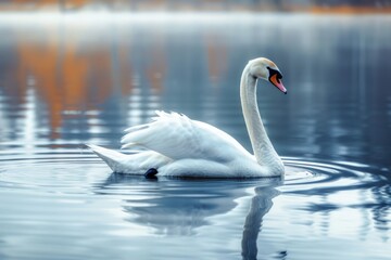 Fototapeta premium Serene swan gliding on the water