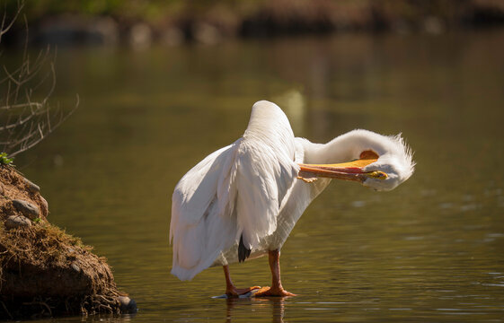 This image shows a large Ameican White Pelican (pelecanus erythorhynchos) standing in a marsh, preening its feathers.
