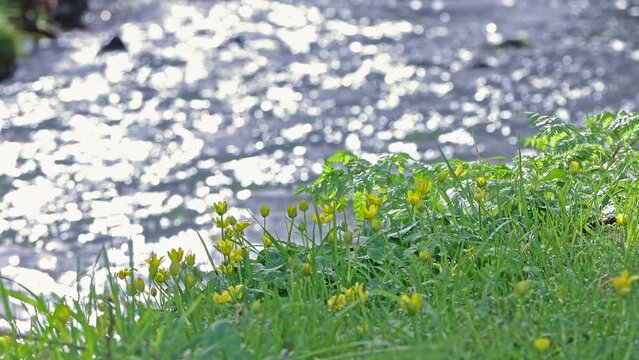 yellow spring wild flowers at the side of a flowing river