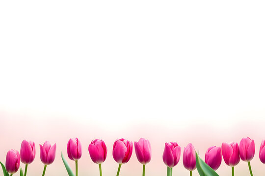 Pink tulips on a white background. Place for your text.