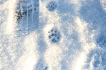 Electric blue paw prints in the freezing snow create a beautiful pattern