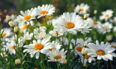 Obraz premium Daisies blooming in a garden, spring background