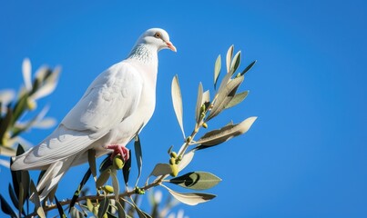 White pigeon perched on a branch with an olive branch in its beak against a serene blue sky