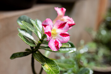 Desert Rose Plant
