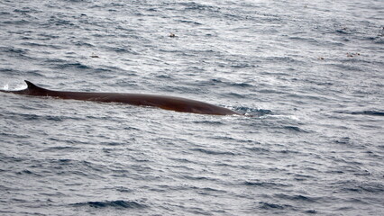 Obraz premium Fin whale (Balaenoptera physalus) near Elephant Island, Antarctica