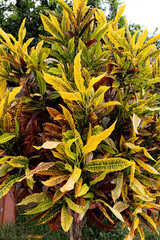 Variegated Croton Plant