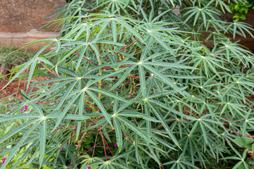 Cassava Plant Leaves