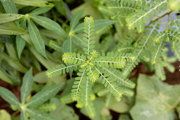 Small Wind Plant