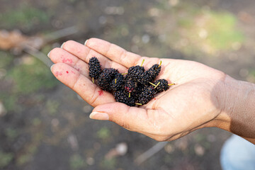Small Mulberry fruits