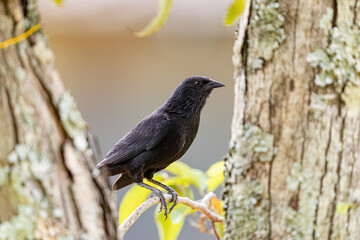 Black Chopi Blackbird