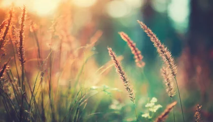 Crédence de cuisine en verre imprimé Herbe wild grass in the forest at sunset macro image shallow depth of field abstract summer nature background vintage filter