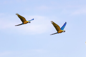 Adult Blue-and-yellow Macaws