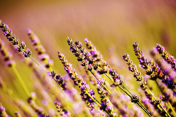 Lavender flowers.Used in phytotherapy for the numerous properties due to the presence of essential...