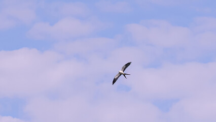 Swallow tailed Kite Bird
