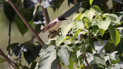 Fork tailed Flycatcher Bird