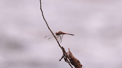 Adult Dragonfly Insect