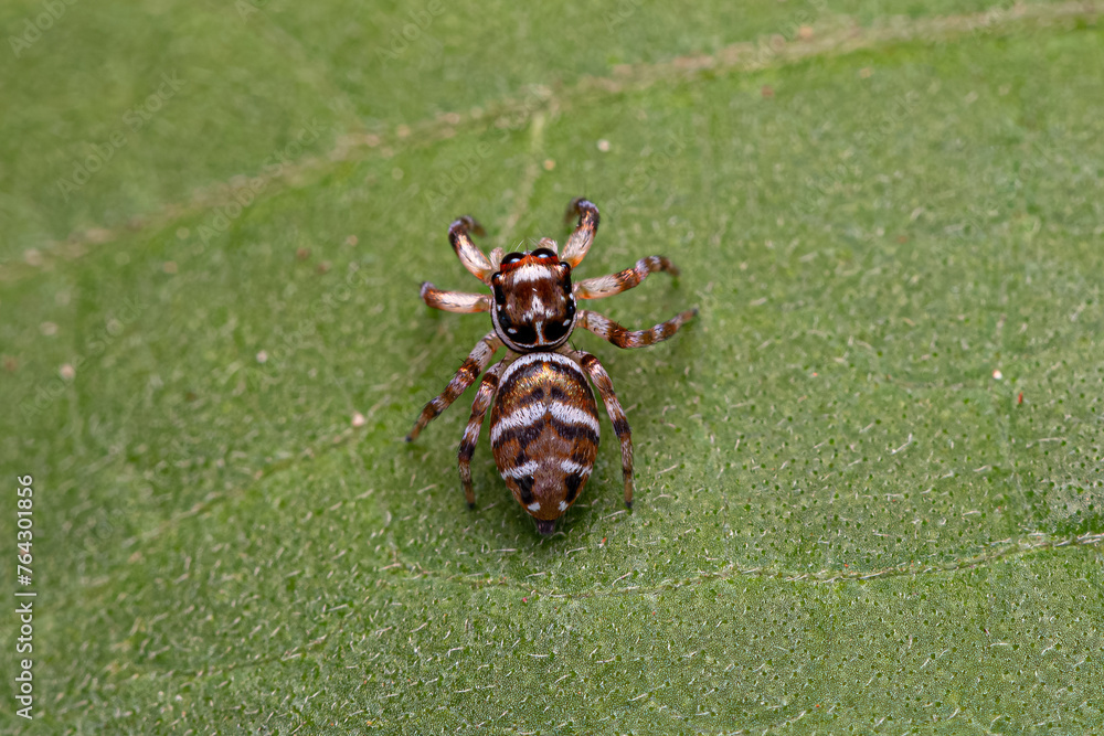 Sticker Small Jumping Spider