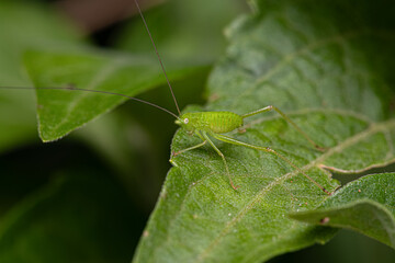 Leaf Katydid Nymph