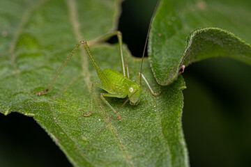 Leaf Katydid Nymph
