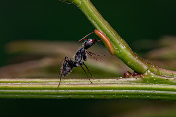 Carpenter Ant eating on the extrafloral nectary
