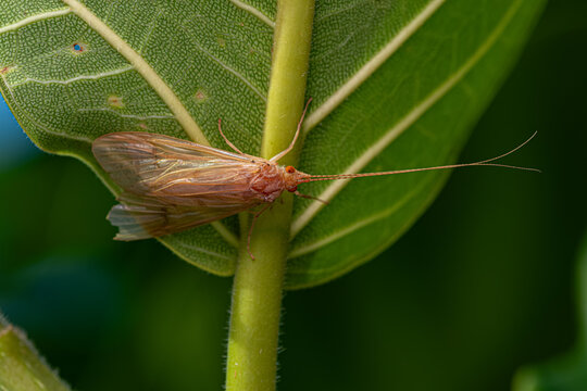 Adult Caddisfly Insect