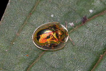 Adult Yellow Tortoise Beetle