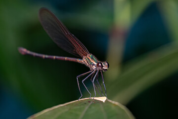 Adult Rubyspot Damselfly Insect